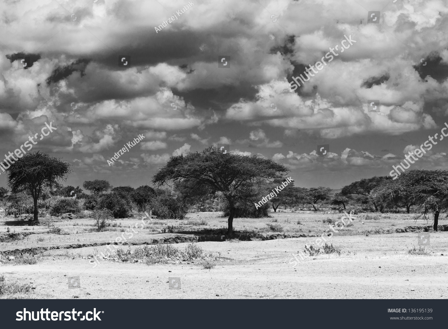 Kenyan Landscape Acacia Tree 01 Stock Photo 136195139 | Shutterstock