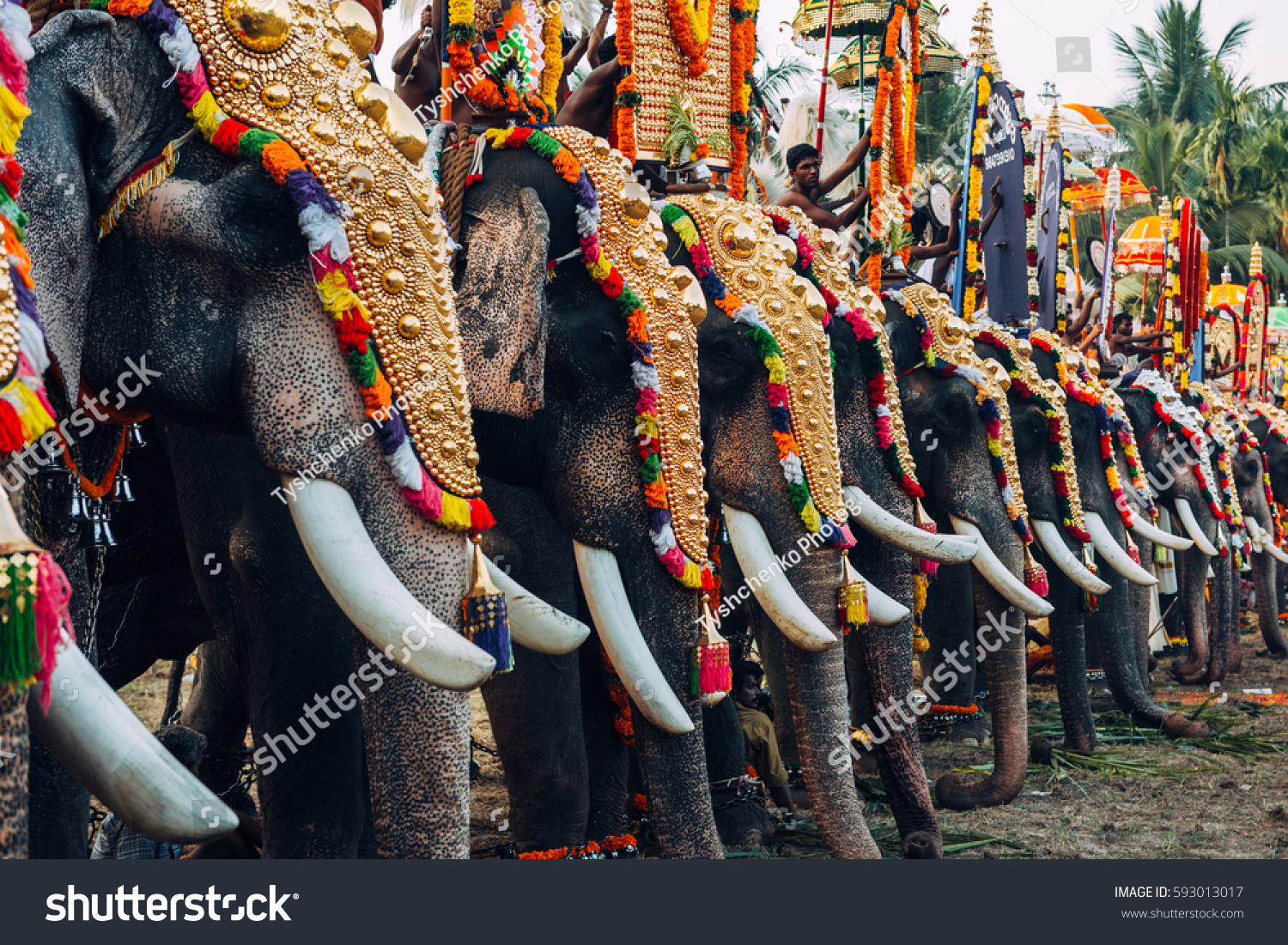 Kerala India March 2016 Thrissur Elephant Stock Photo 593013017 ...