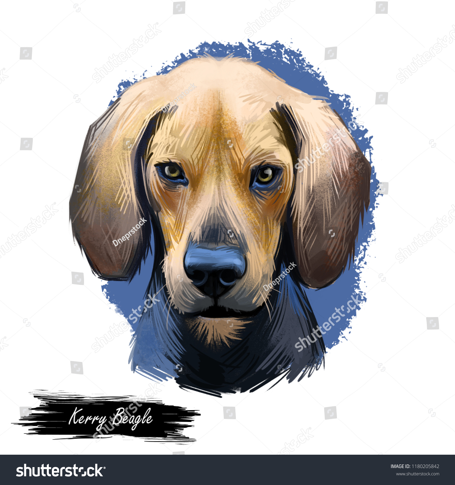 Kerry Beagle Pocadan Ciarraioch Dog Digital Stock Illustration 1180205842
