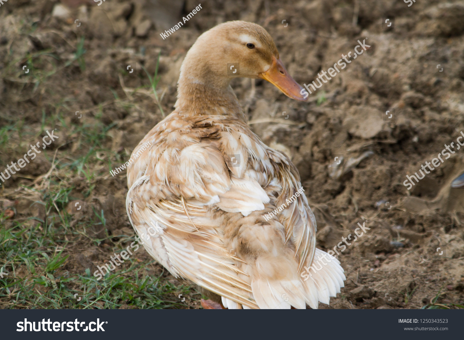 Khaki Campbell Ducks Domestic Duck Farm Stock Photo 1250343523 Shutterstock Khaki Campbell Ducks Domestic Duck Farm Stock Photo 1250343523 Shutterstock