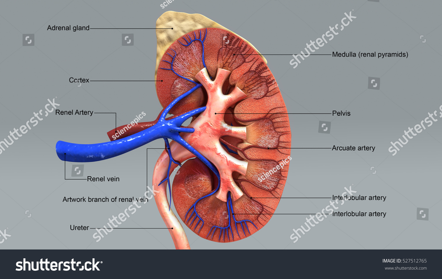 Kidney Anatomy 3d Illustration - 527512765 : Shutterstock