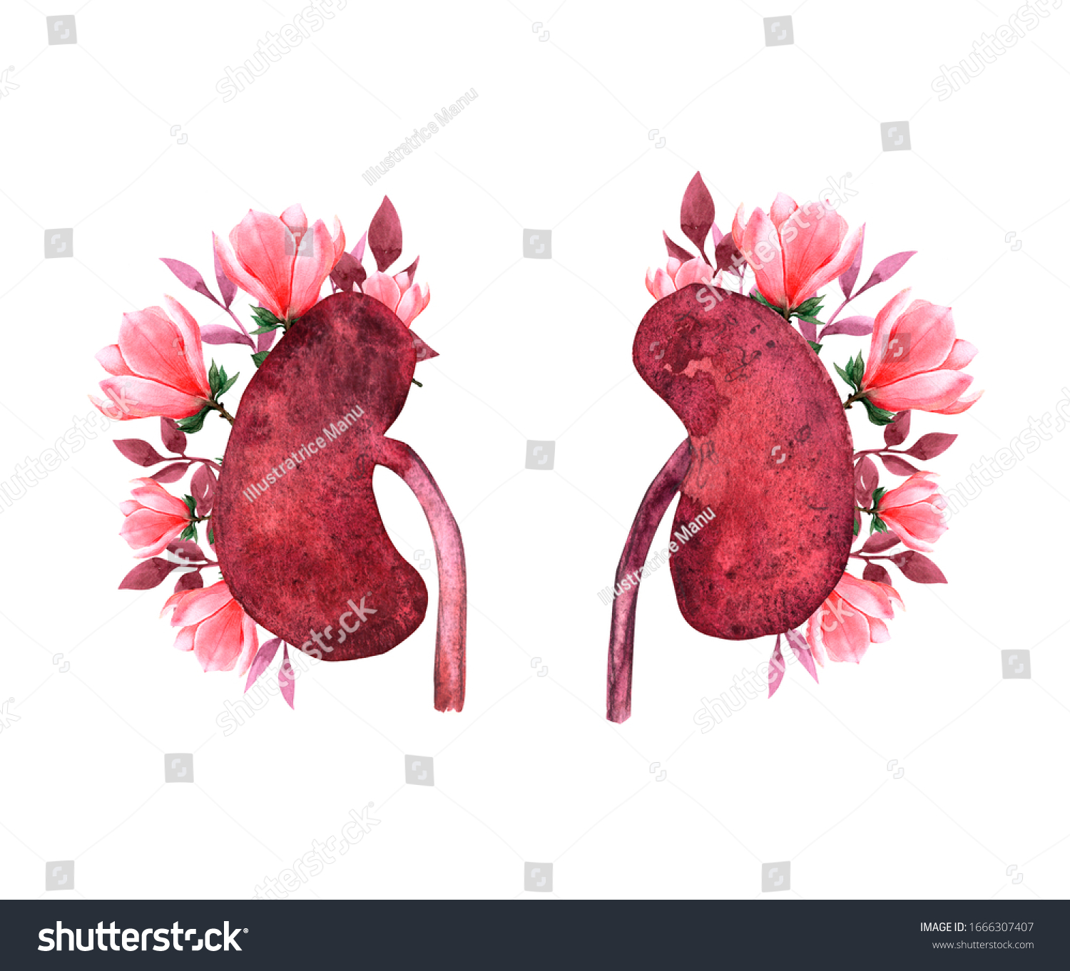 白い背景に花と腎臓の人間の腎臓の写実的な正面図 世界の腎臓デイカード かわいい腎臓のカップルを描いた水彩イラスト のイラスト素材