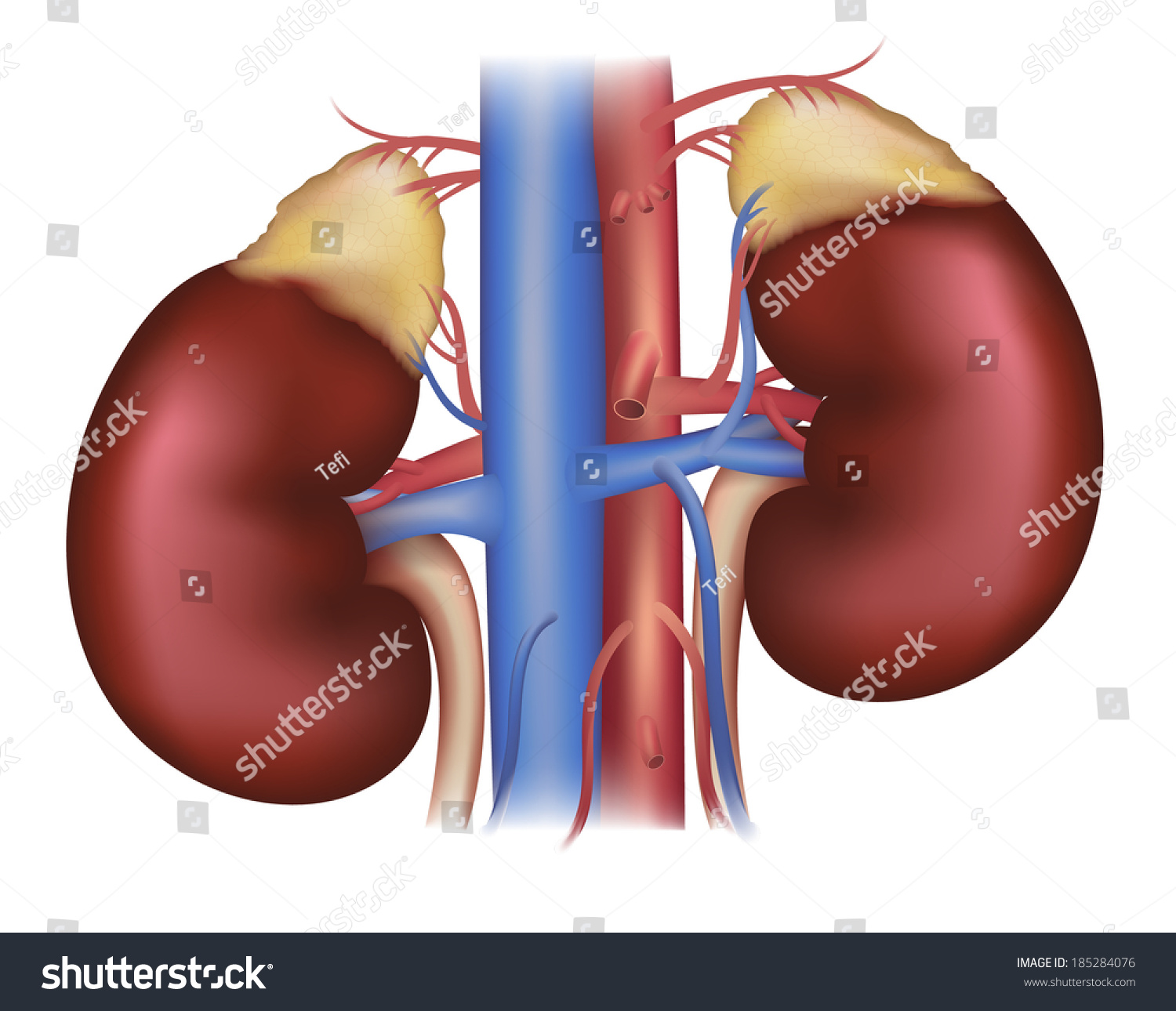 Kidneys And Adrenal Glands, Blood Supply. Detailed Medical Illustration ...