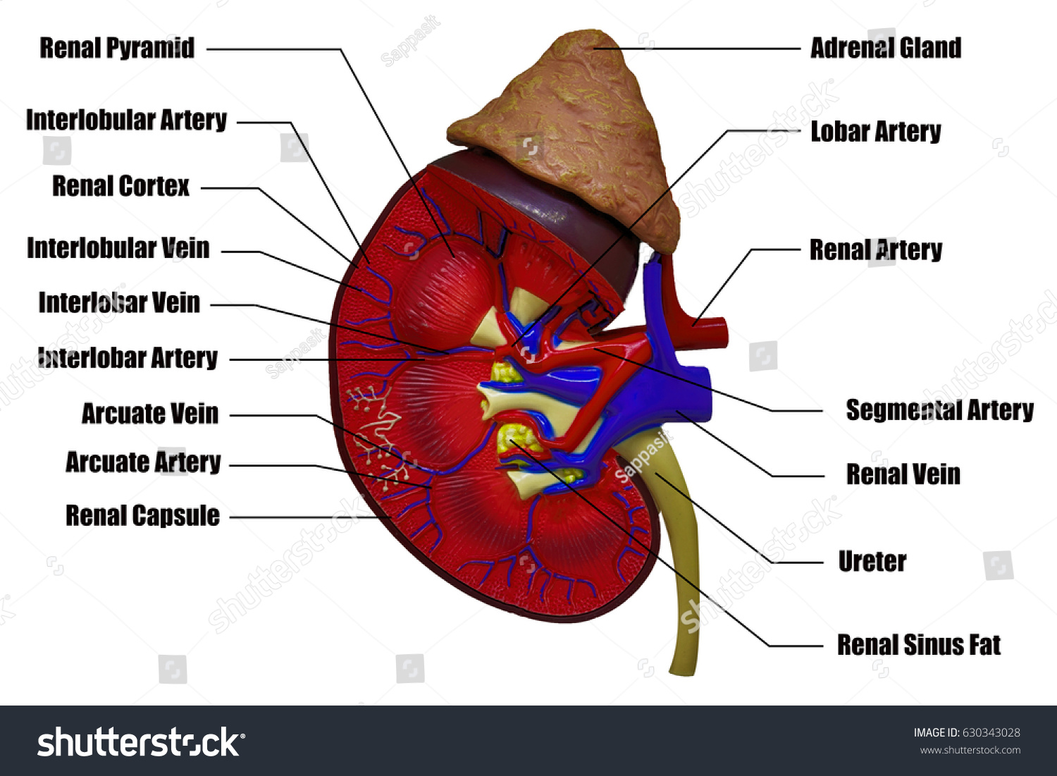 Kidneys Human Internal Organs Isolated On Stock Photo (Edit Now) 630343028