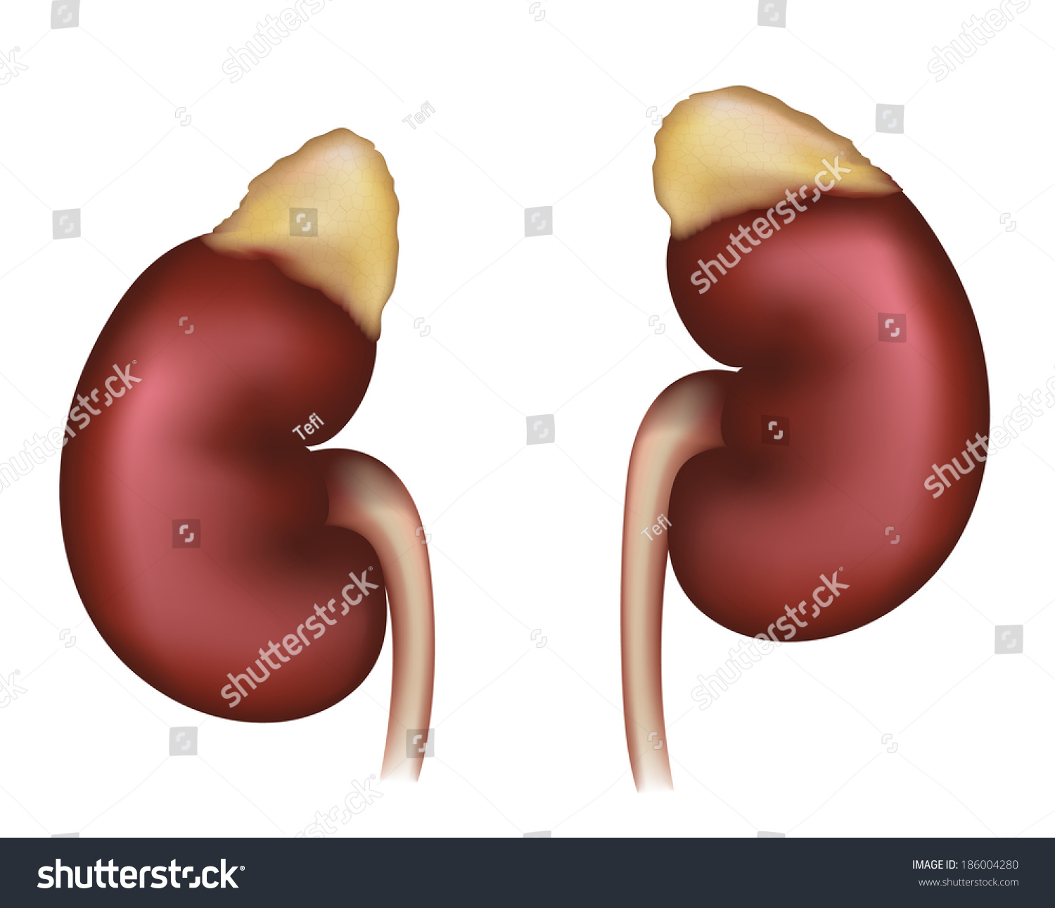 Kidneys Realistic Medical Illustration Organs Urinary
