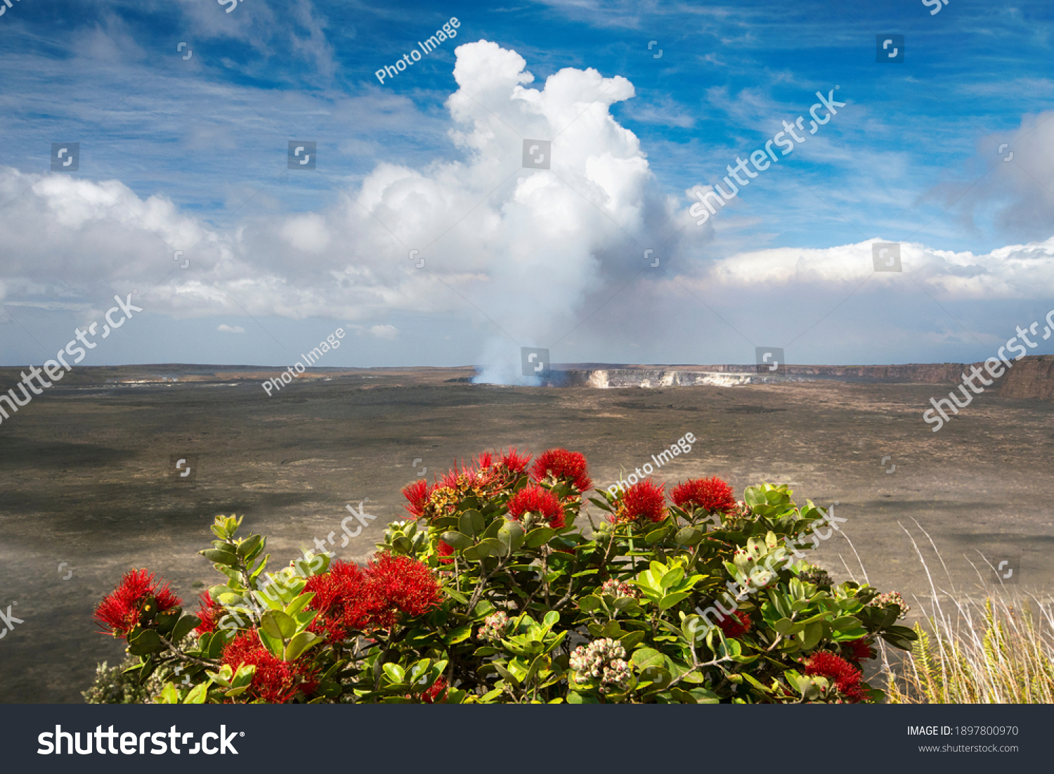 280 Ohia Lehua Images, Stock Photos & Vectors | Shutterstock