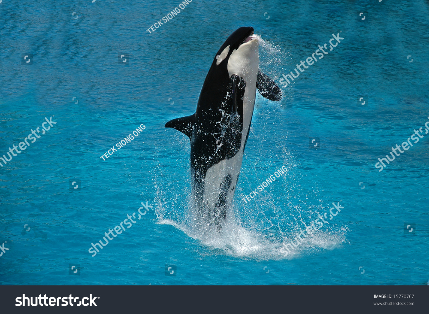 Killer Whale Jumping Out From Water And Splashes A Lot Of Water. Stock ...