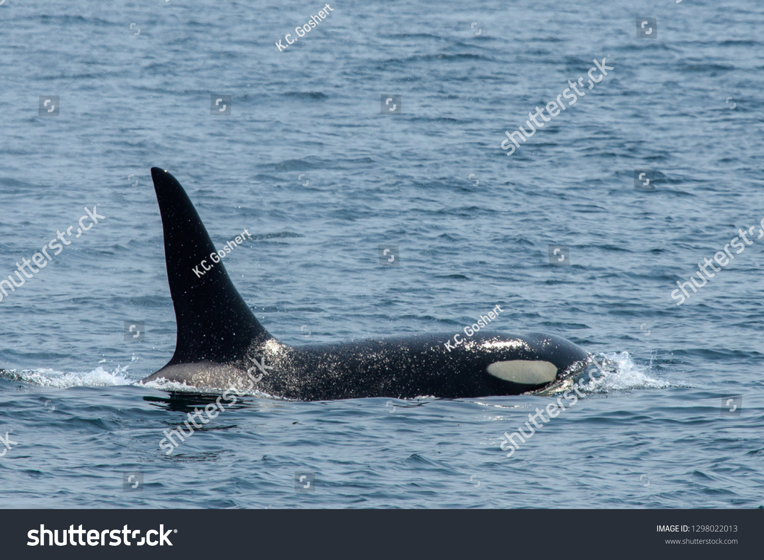 Killer Whale Scene Stock Photo 1298022013 | Shutterstock