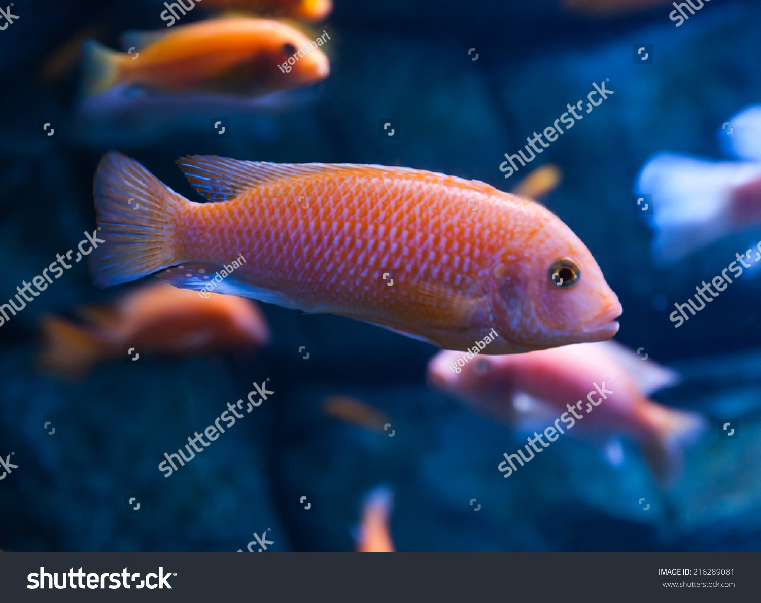 Kind Zebra Mbuna Pseudotropheus Zebra Tropical Stock Photo Edit Now