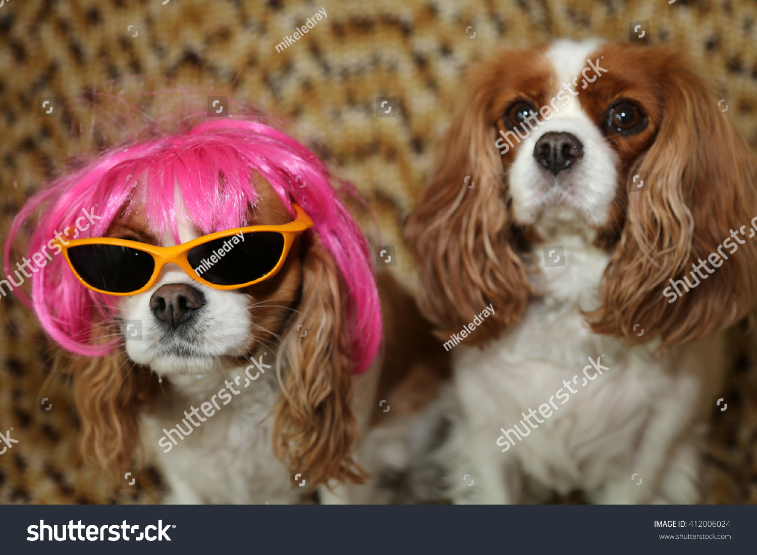 king charles wig