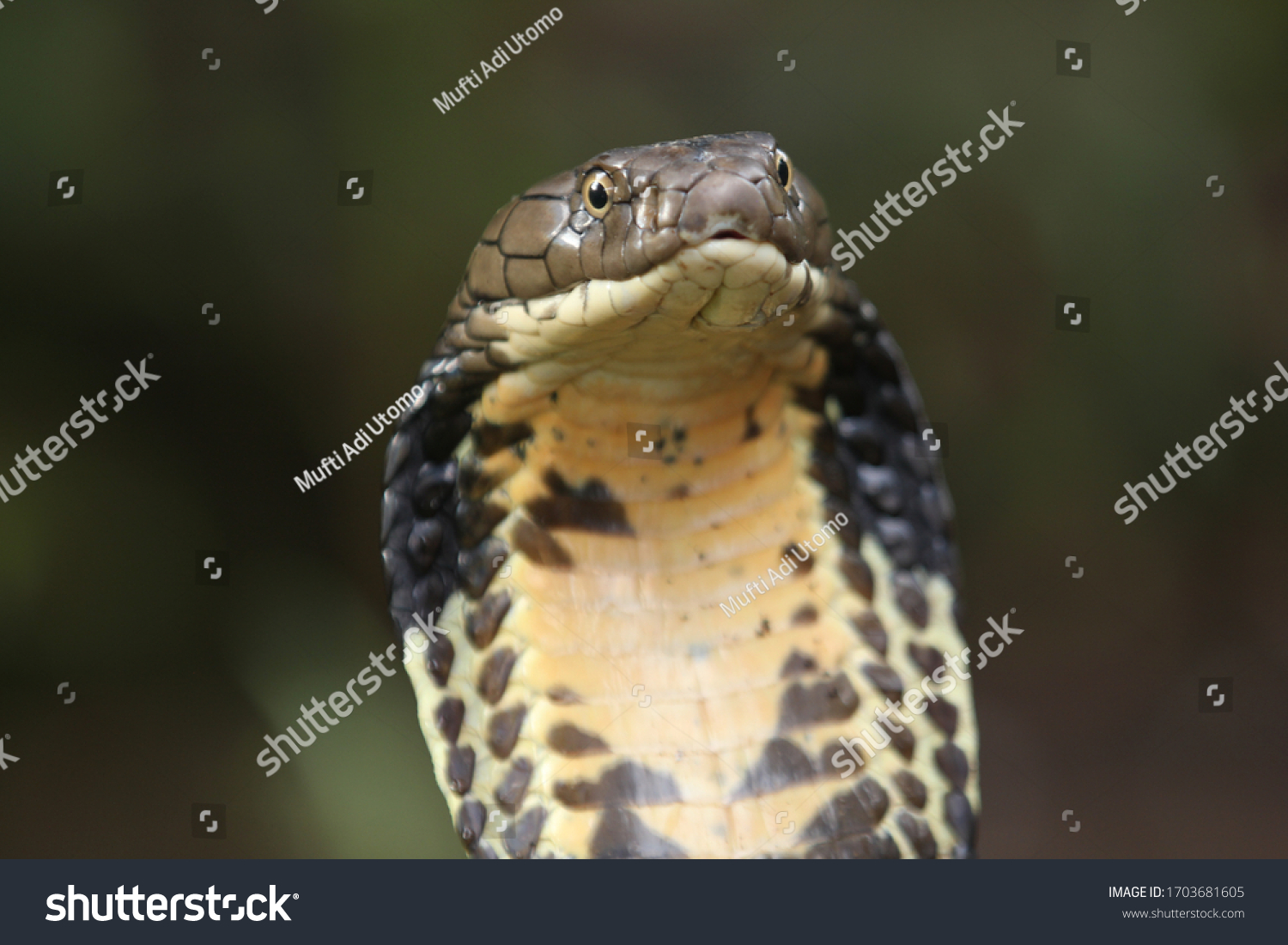 King Cobra Venomous Snake Endemic Forests Stock Photo (Edit Now) 1703681605