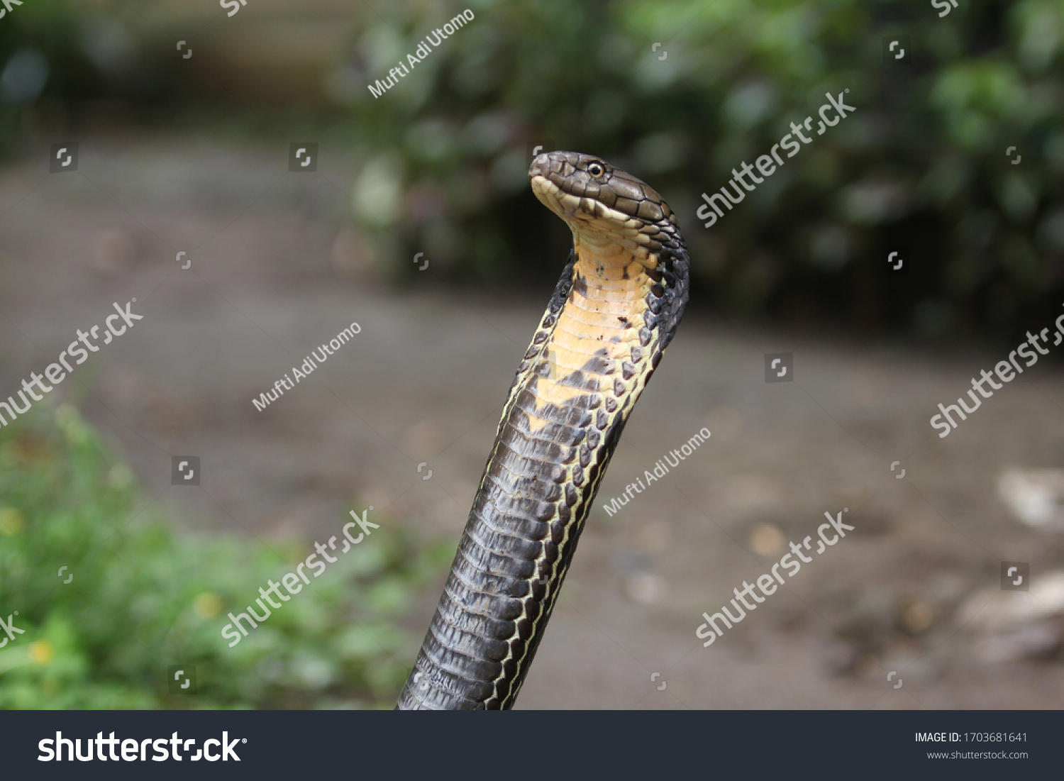 King Cobra Venomous Snake Endemic Forests Stock Photo 1703681641 ...