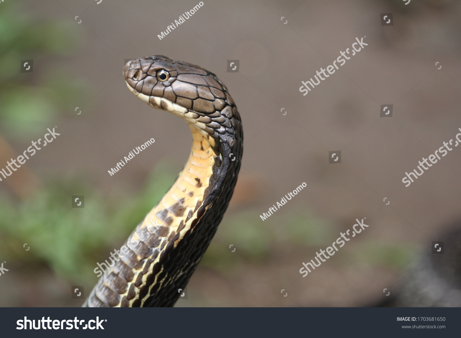 King Cobra Venomous Snake Endemic Forests Stock Photo 1703681650 ...