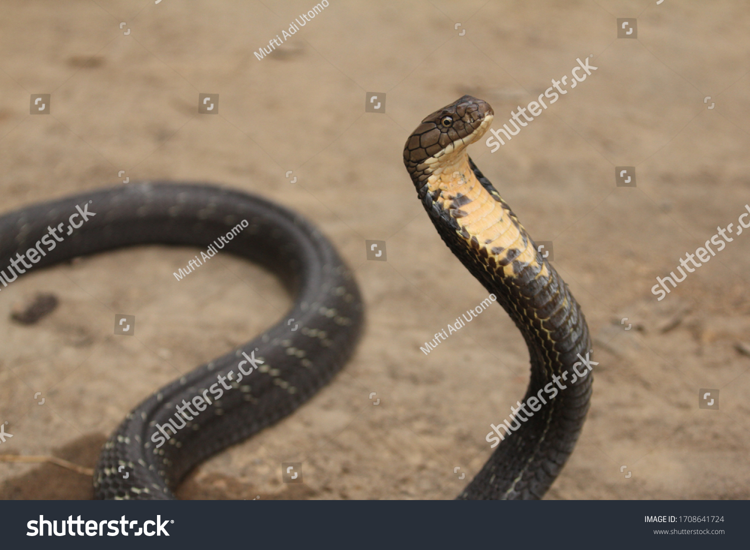 King Cobra Venomous Snake Endemic Forests Stock Photo (Edit Now) 1708641724