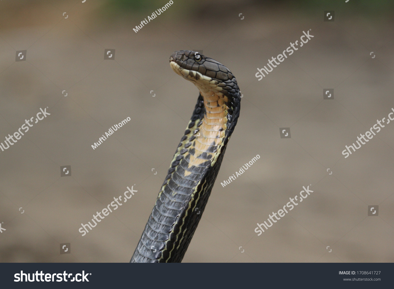 King Cobra Venomous Snake Endemic Forests Stock Photo 1708641727 ...