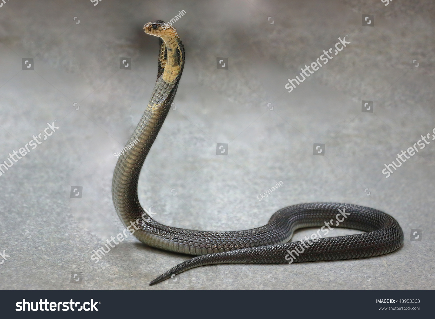 King Cobra Ophiophagus Hannah Stock Photo 443953363 | Shutterstock