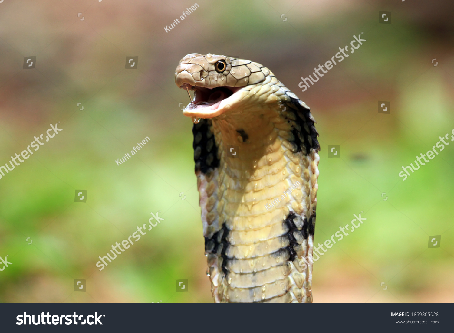 King Cobra Snake Closeup Head Side Stock Photo (Edit Now) 1859805028