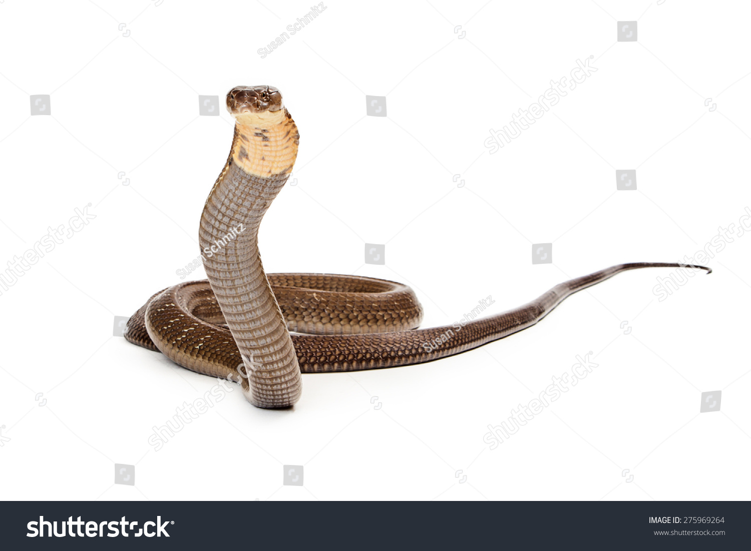 King Cobra Worlds Longest Venomous Snake Stock Photo (Edit Now) 275969264