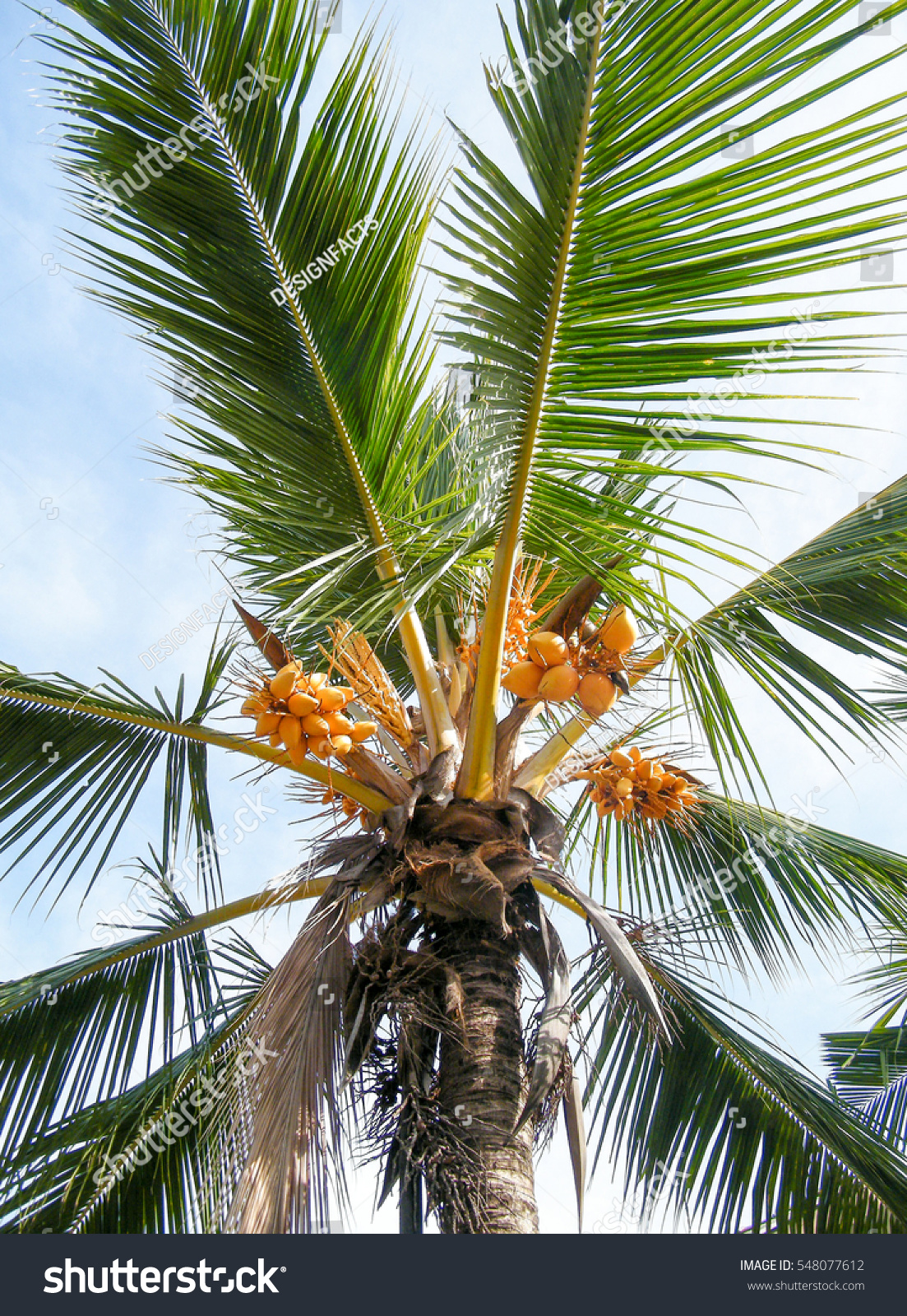 King Coconuts Cluster Palm Tree King Stock Photo 548077612 - Shutterstock