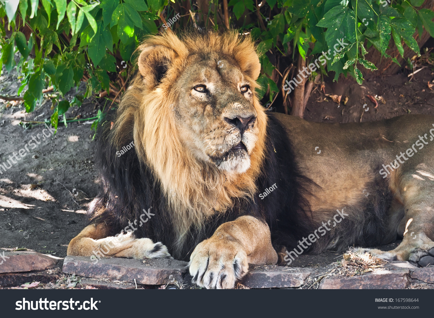 In Africa, the king of animals did not let tourists into the toilet In Africa, the king of animals did not let tourists into the toilet