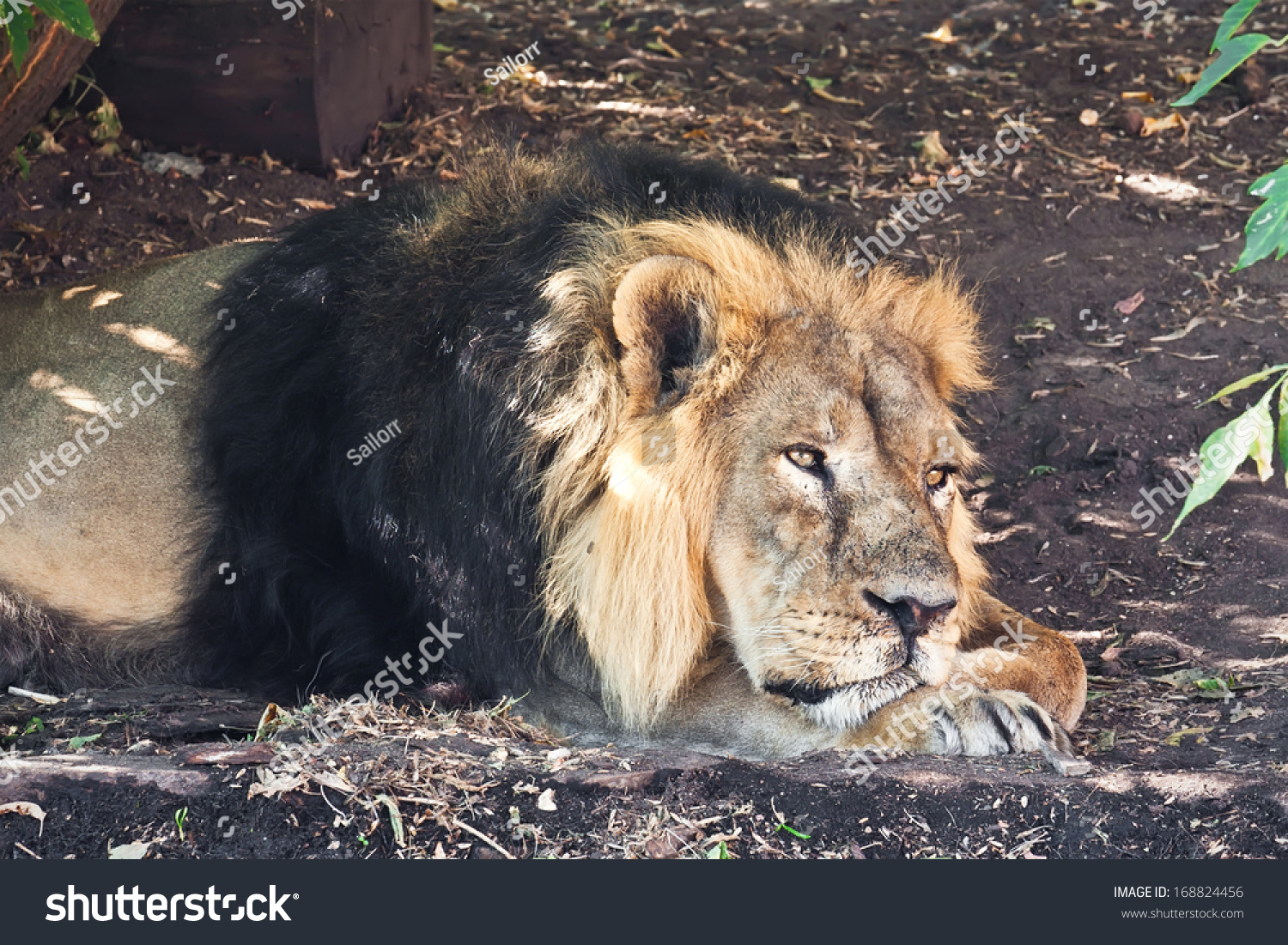 In Africa, the king of animals did not let tourists into the toilet In Africa, the king of animals did not let tourists into the toilet