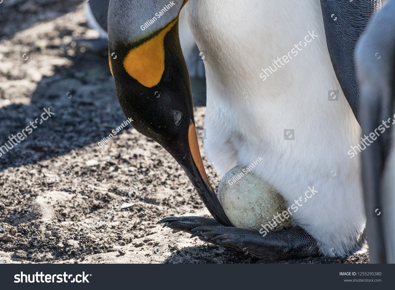 287 Saunders foot Images, Stock Photos & Vectors | Shutterstock