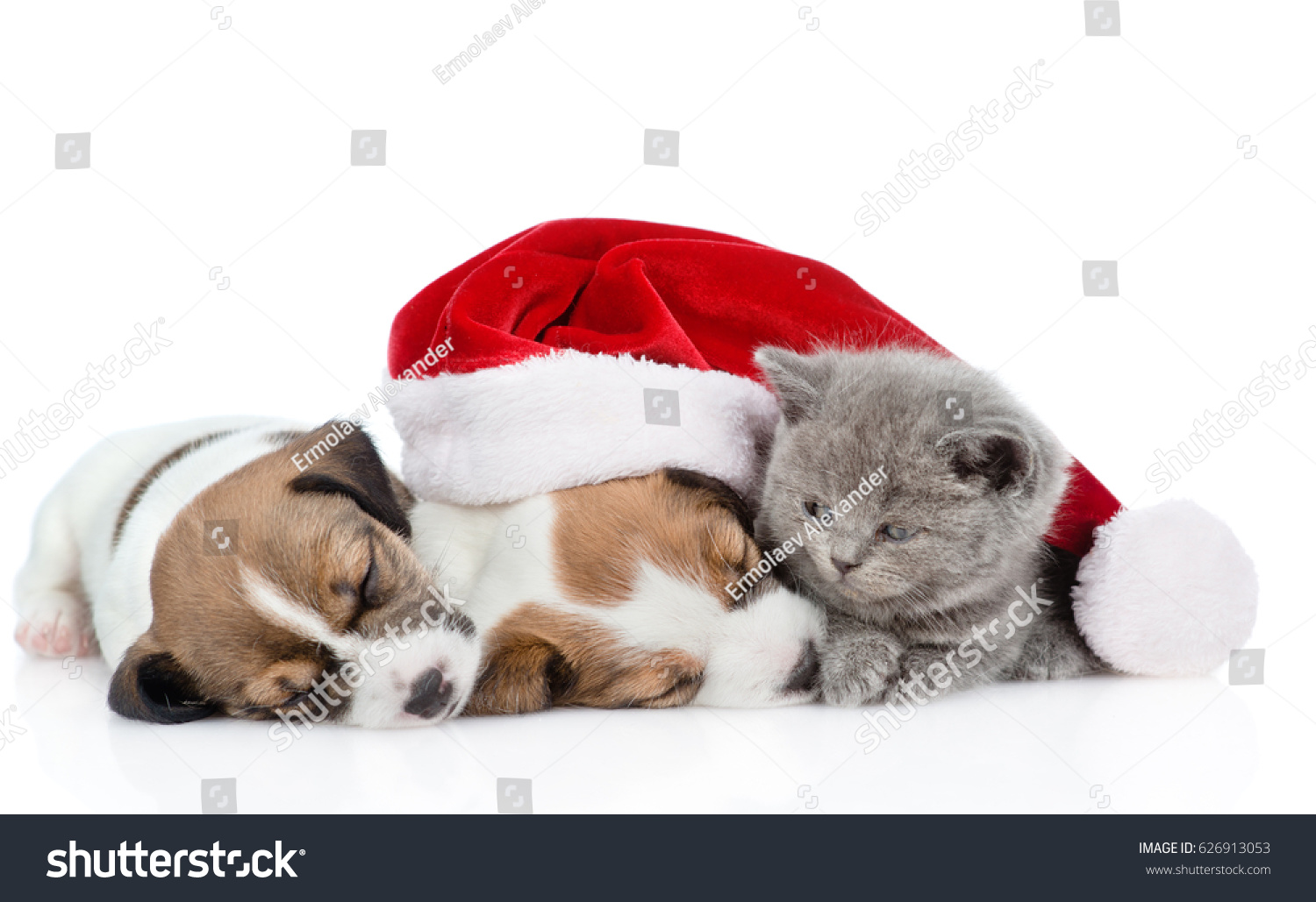 Kitten Group Sleeping Puppies Jack Russell Royalty Free Stock Image