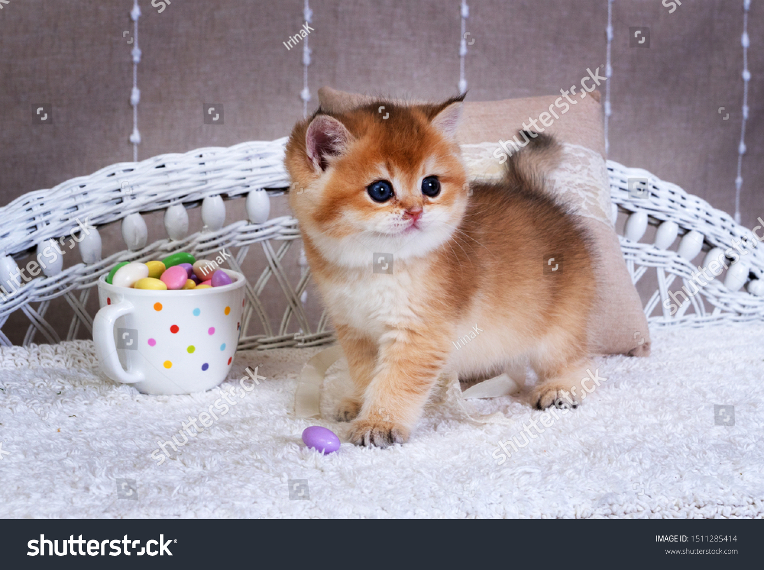 british shorthair golden kitten