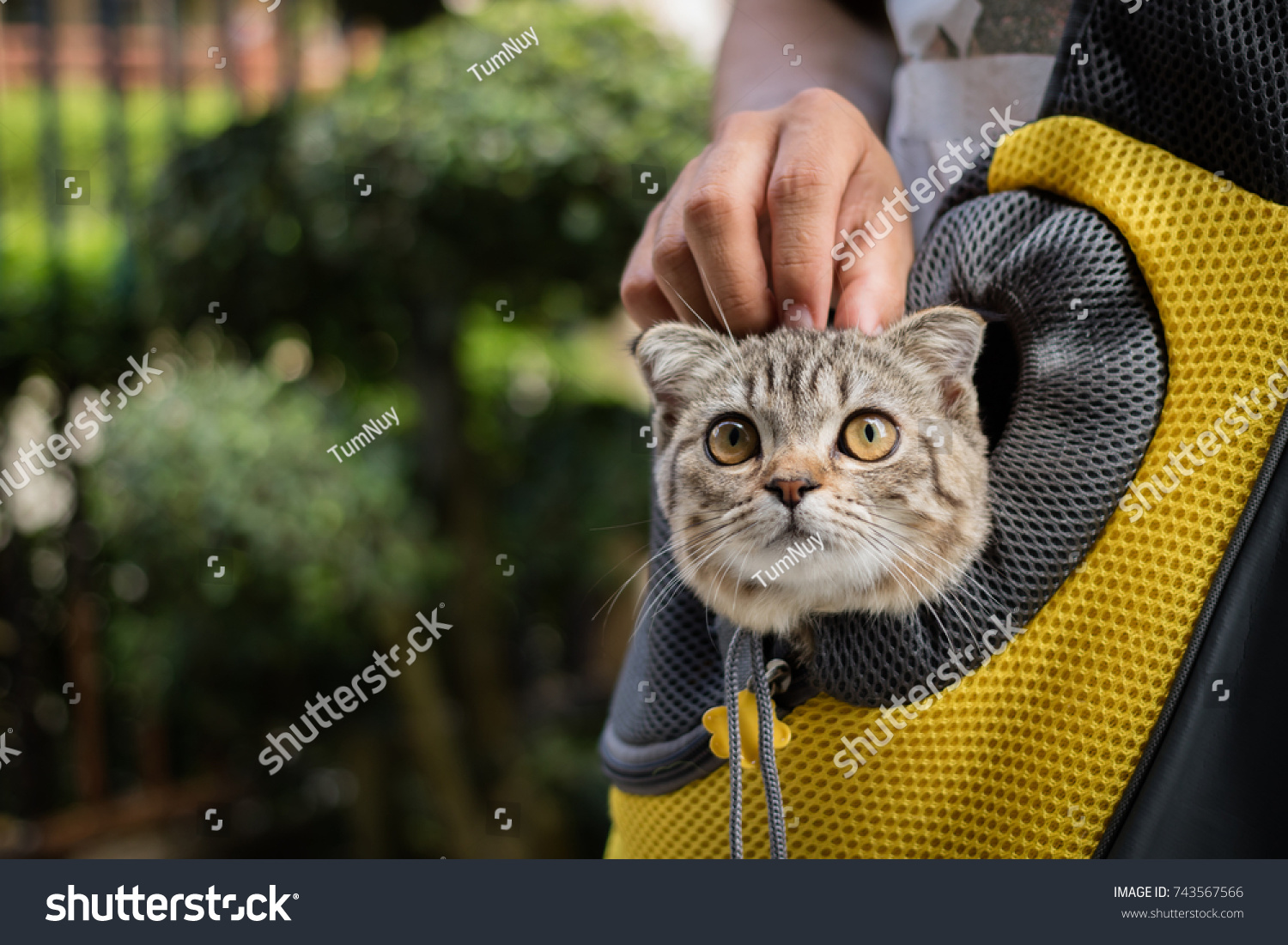 kitten in backpack