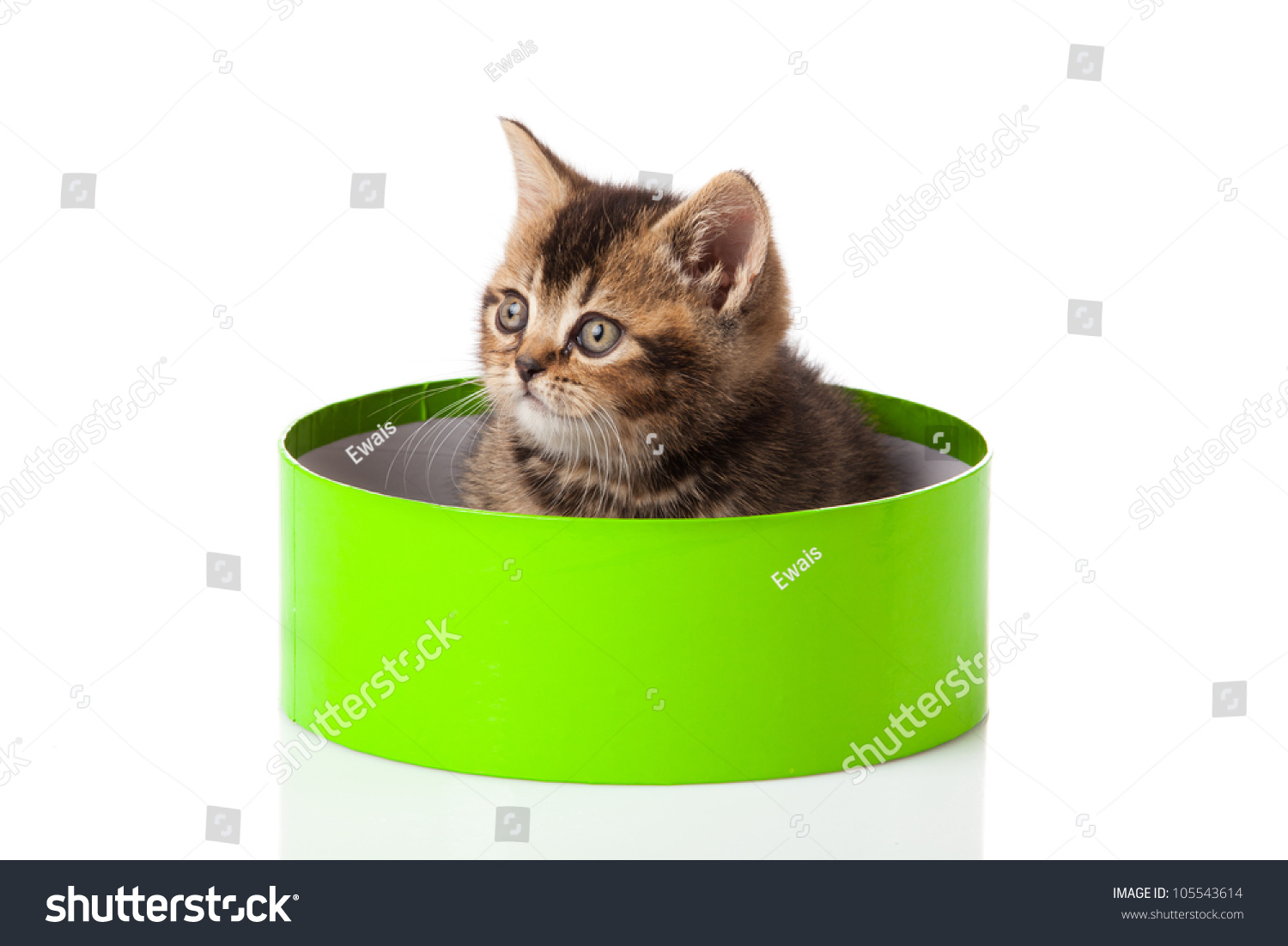 stock photo kitten in green gift box isolated on white 105543614