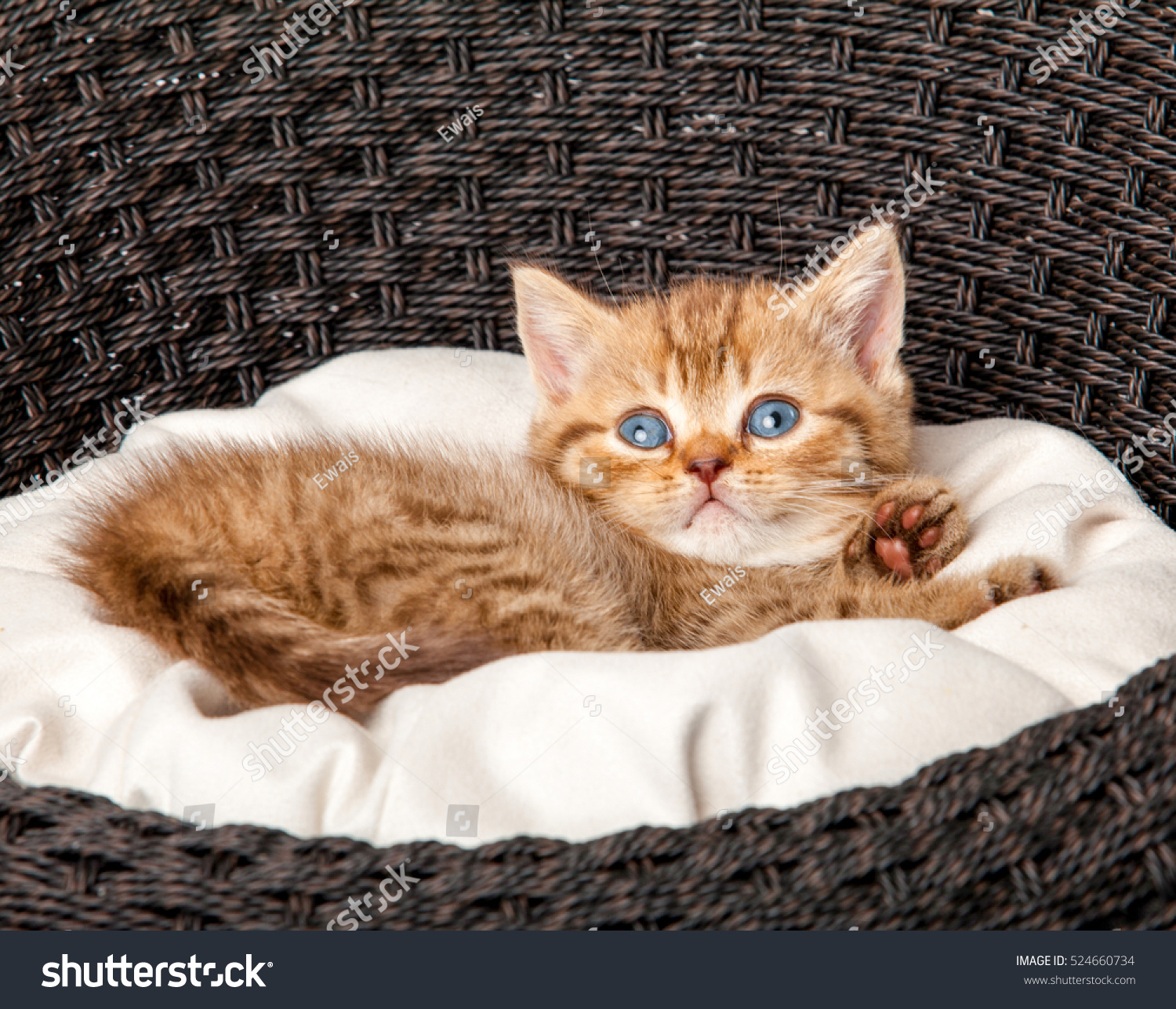 Kitten Isolated On White Background. Little Cat Stock Photo 524660734 ...