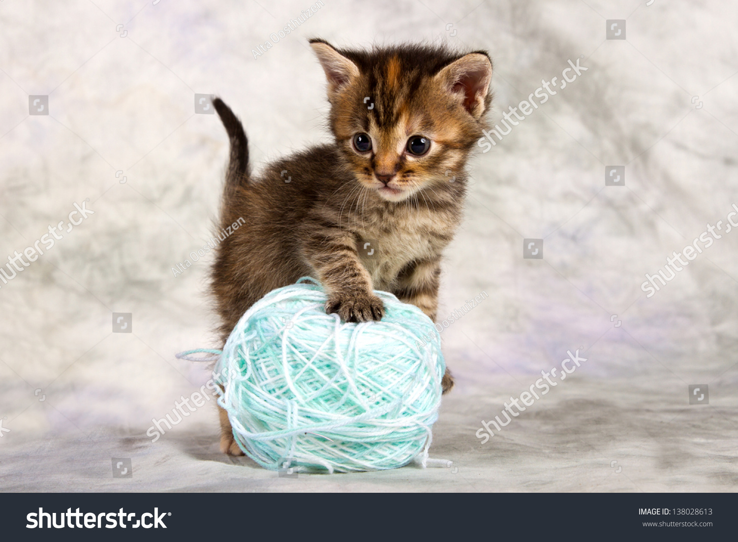 stock-photo-kitten-play-with-wool-brown-