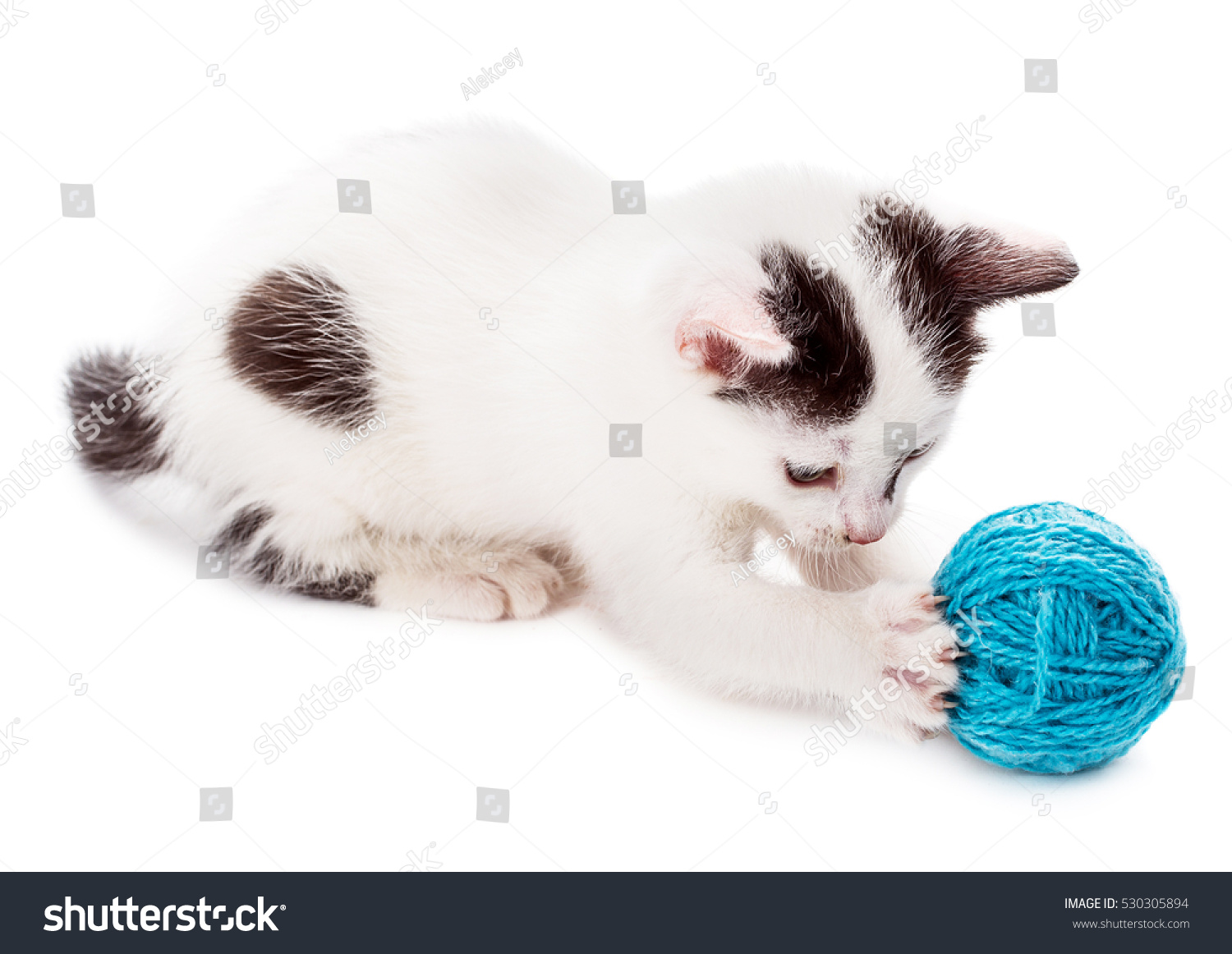 kitty playing with yarn