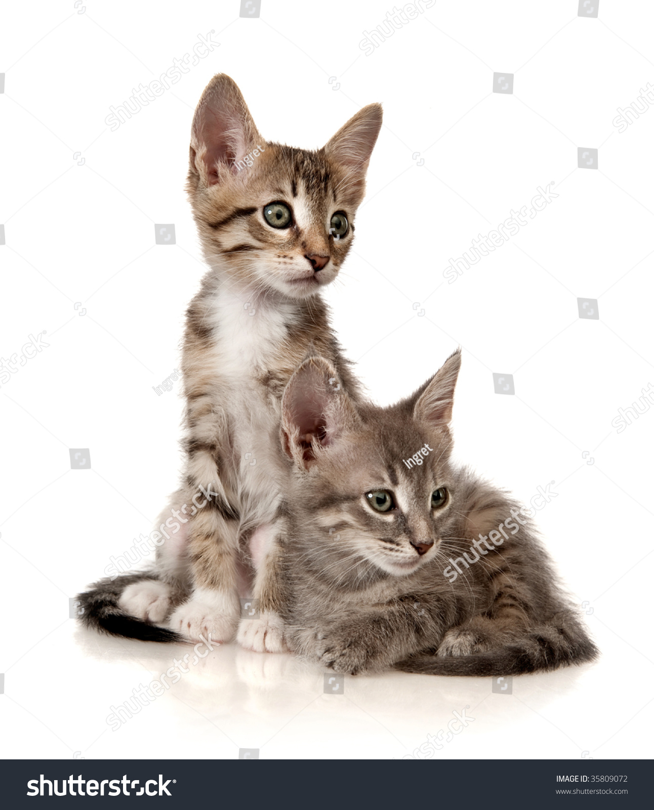 Kittens On White Background Stock Photo 35809072 Shutterstock