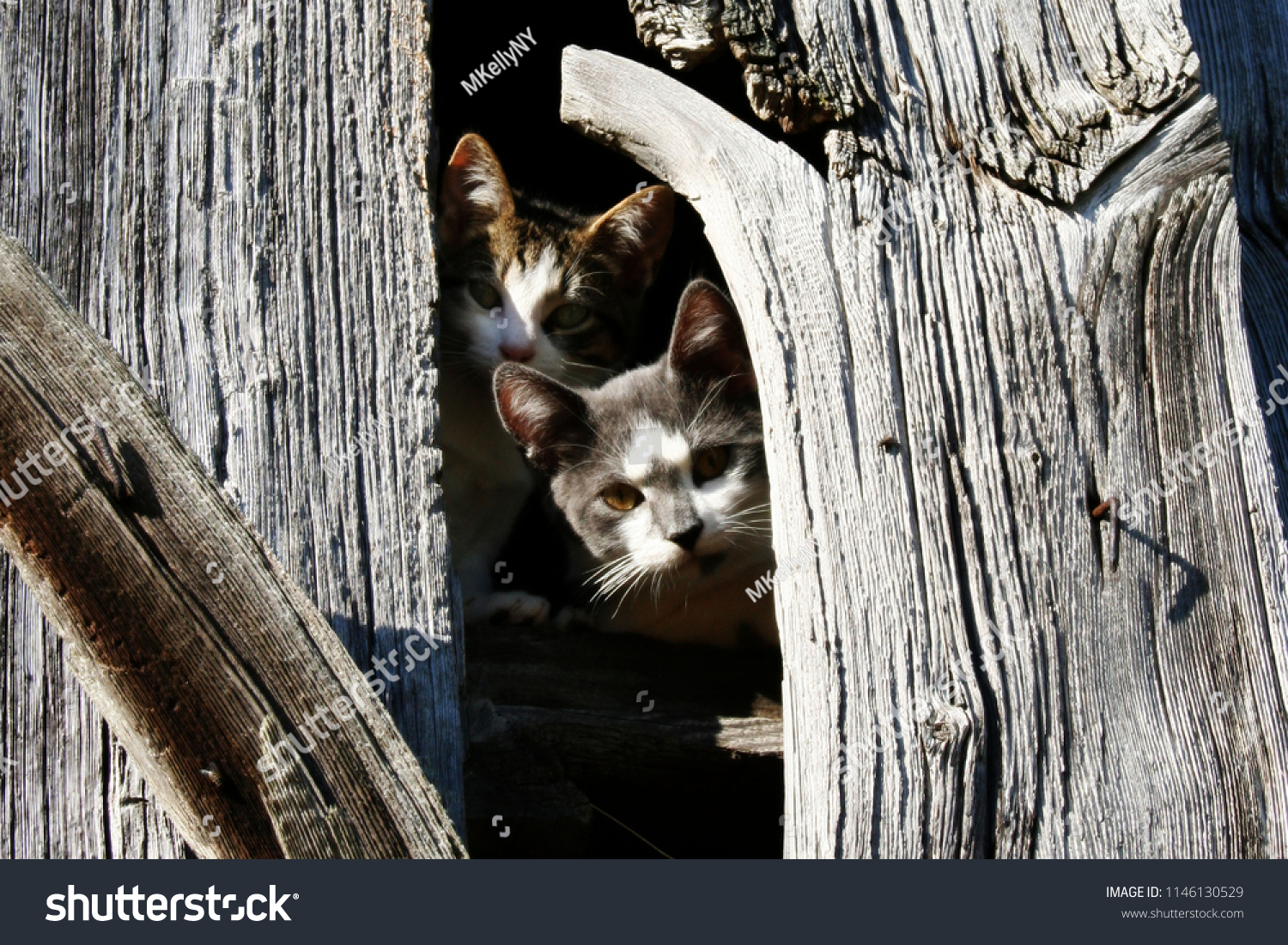 Kittens Peaking Out Barn Stock Photo Edit Now 1146130529