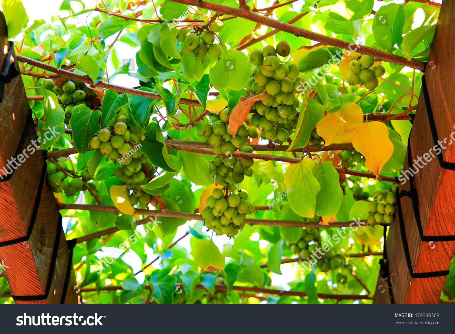 128 Pergola kiwi Images, Stock Photos & Vectors | Shutterstock