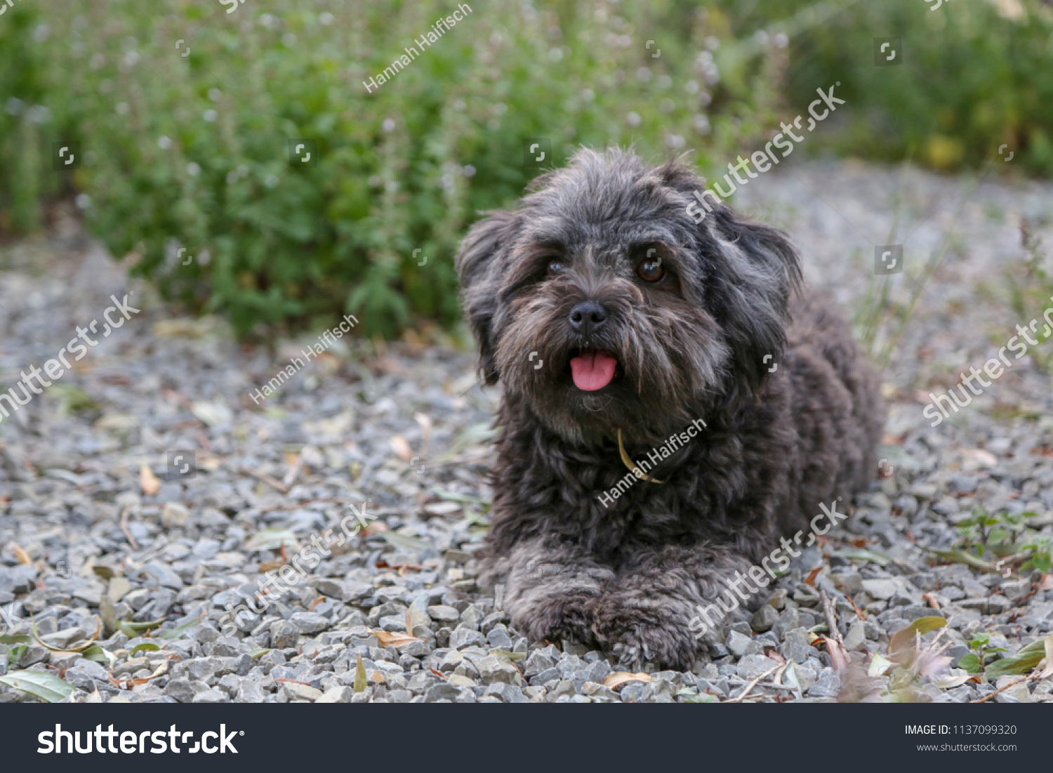 Kleiner Schwarzer Hund Park Berlin Summer Stock Photo Edit Now 1137099320