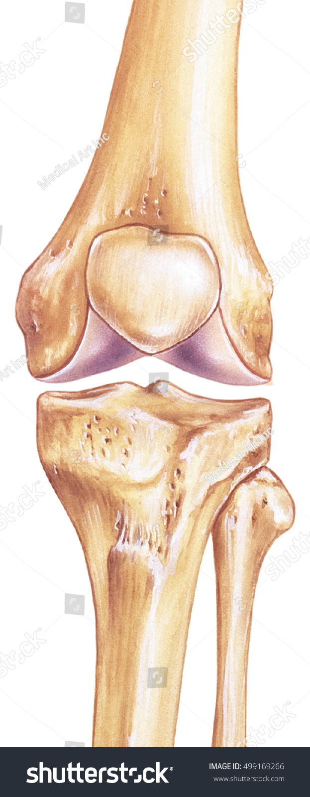 Knee - Joint And Bones. Stock Photo 499169266 : Shutterstock