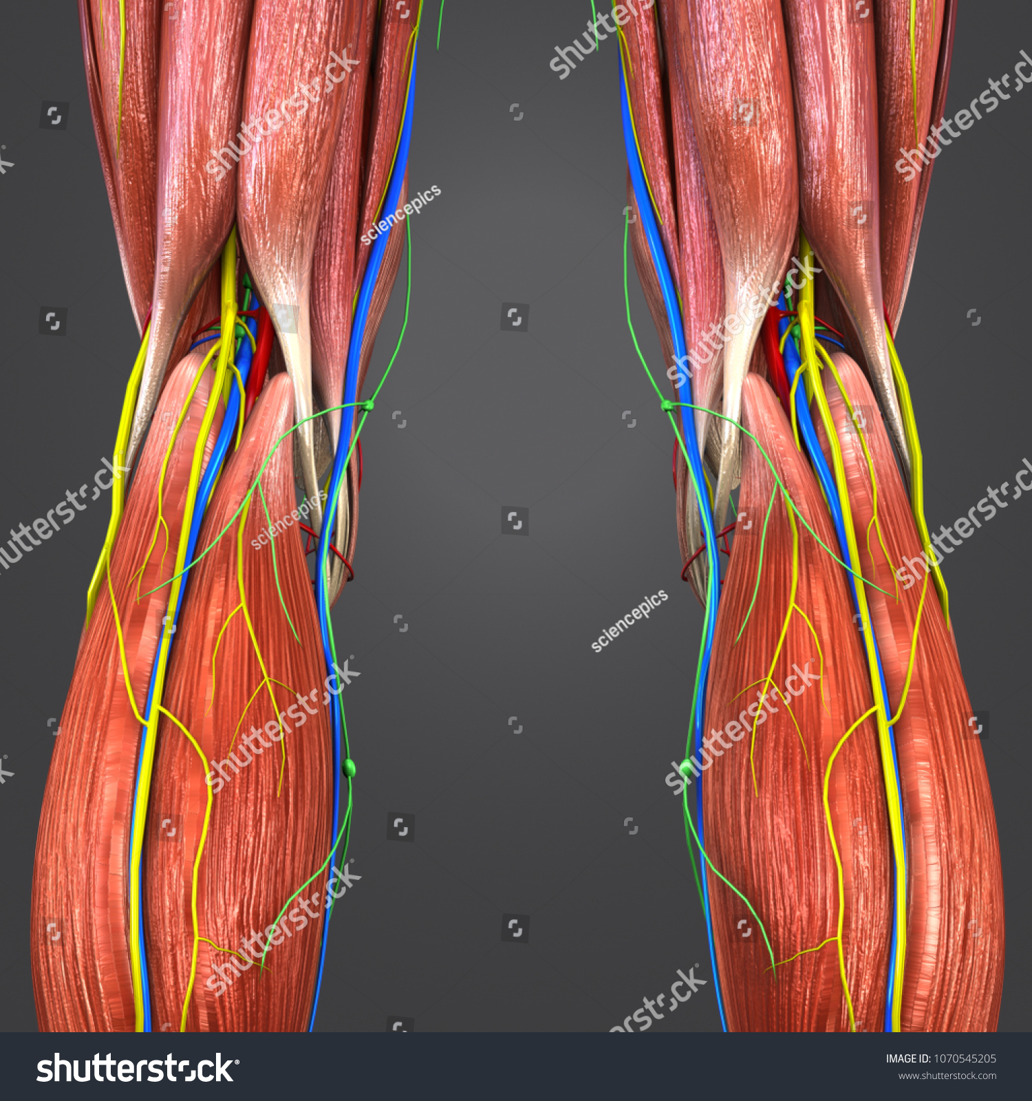 Knee Joint Muscle Anatomy Arteries Veins Stock Illustration