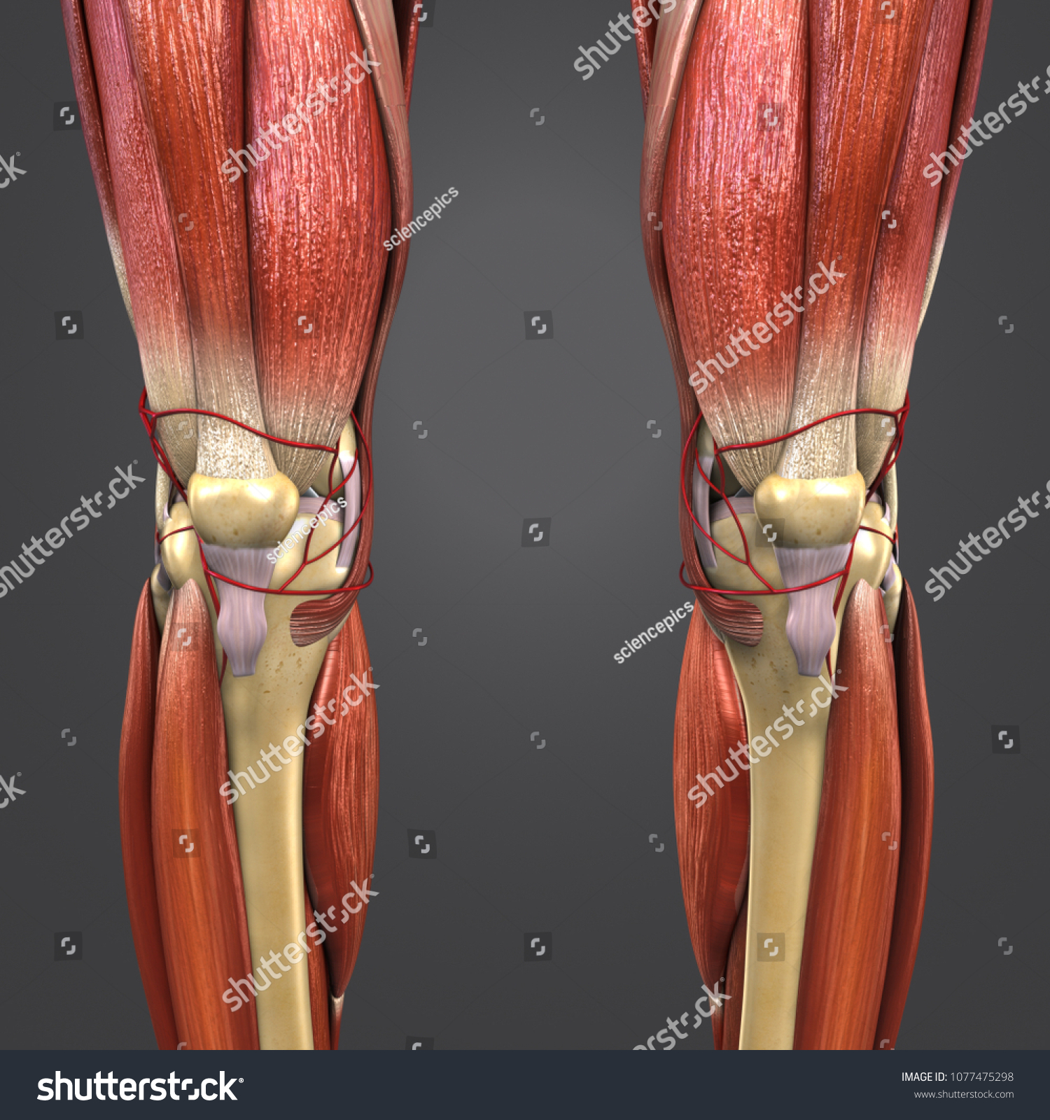 Knee Joint Muscle Anatomy Skeleton Arteries Stock Illustration 1077475298