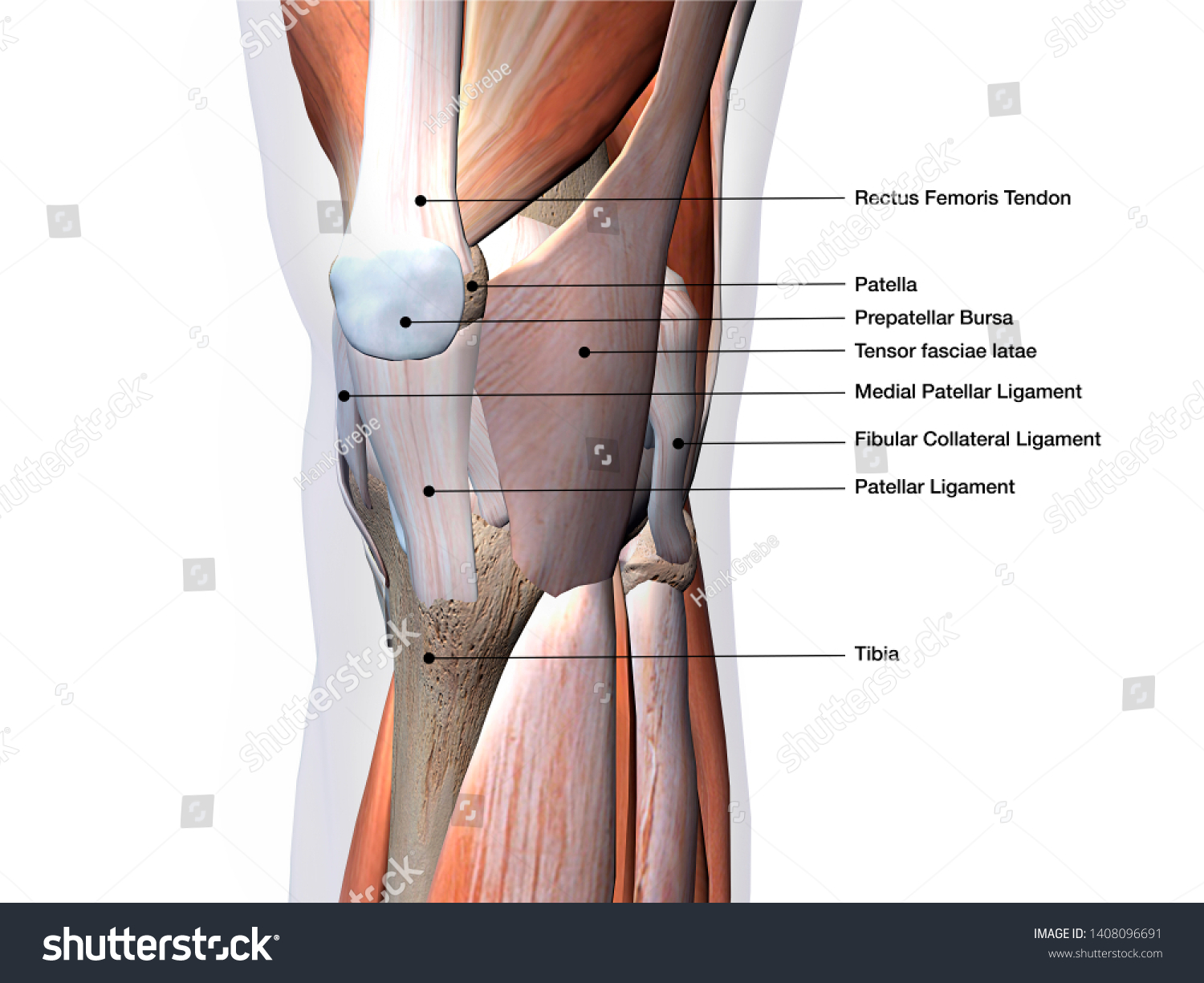 Knee Joint Muscles Ligaments Labeled 3d Stock Illustration 1408096691