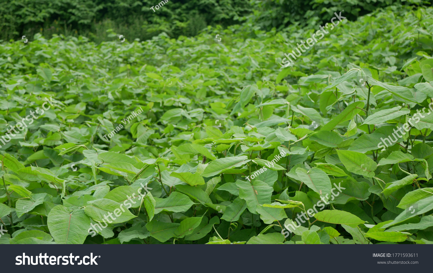 Knotweed Japanese Invasive Expansive Species Dangerous Stock Photo ...