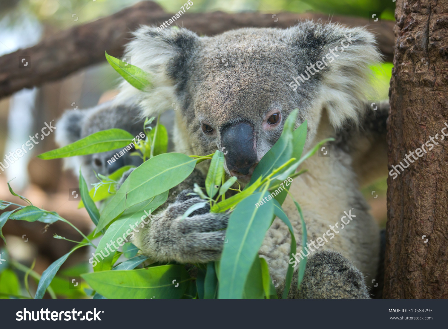 Koala Baby Mom Perched On Tree Stock Photo Edit Now