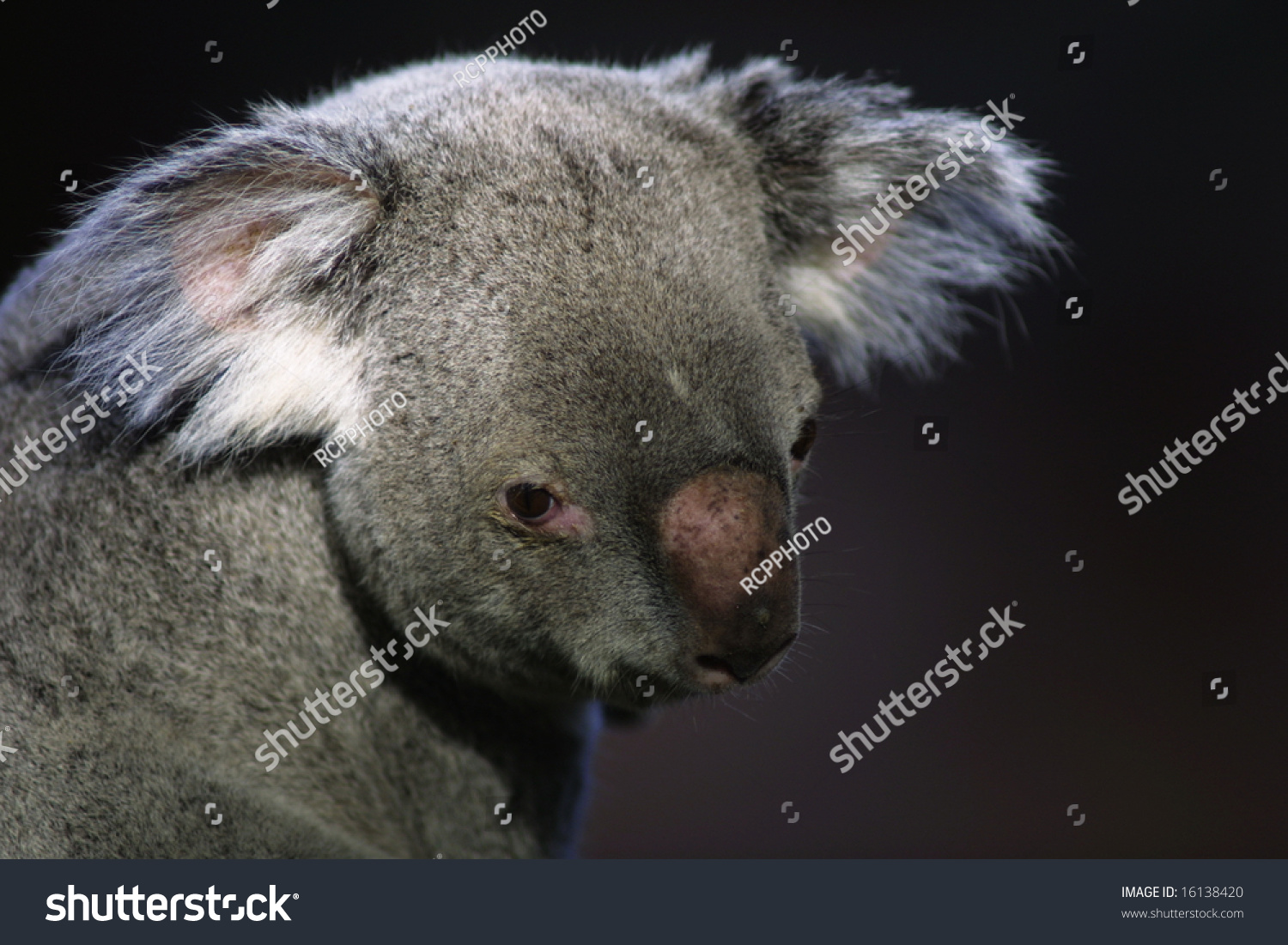 Koala Bear Hanging On Tree Stock Photo Edit Now 16138420