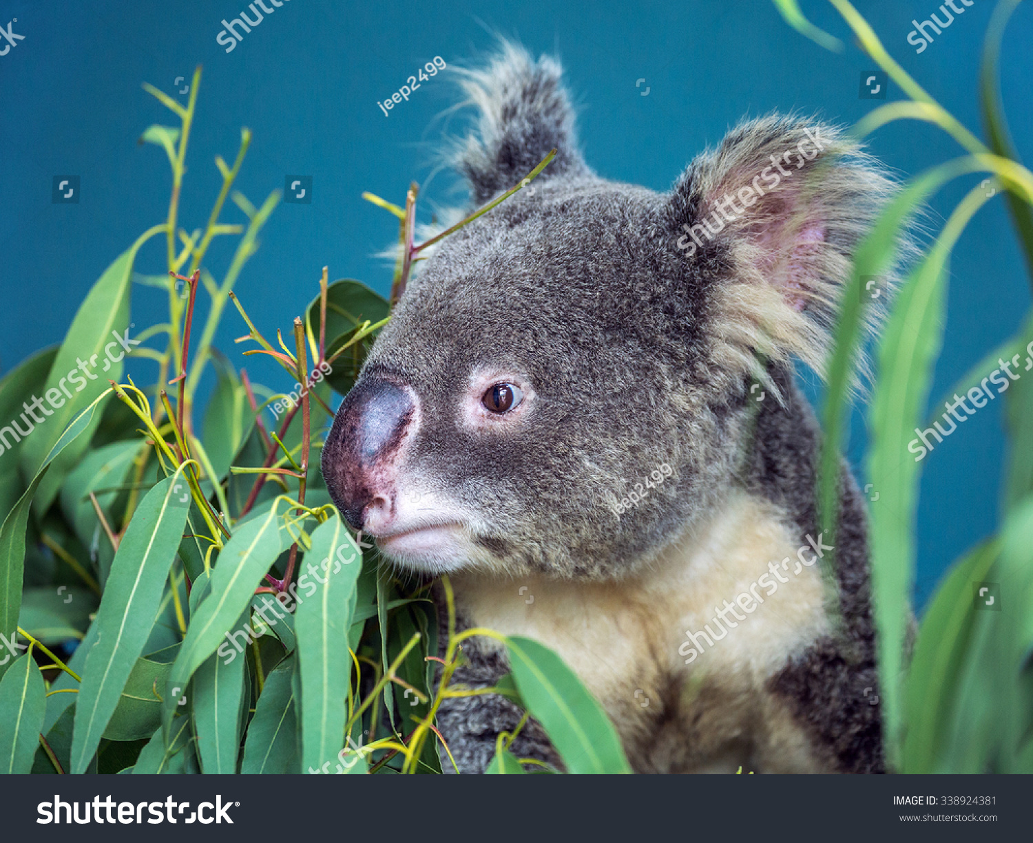 koala bear at the zoo