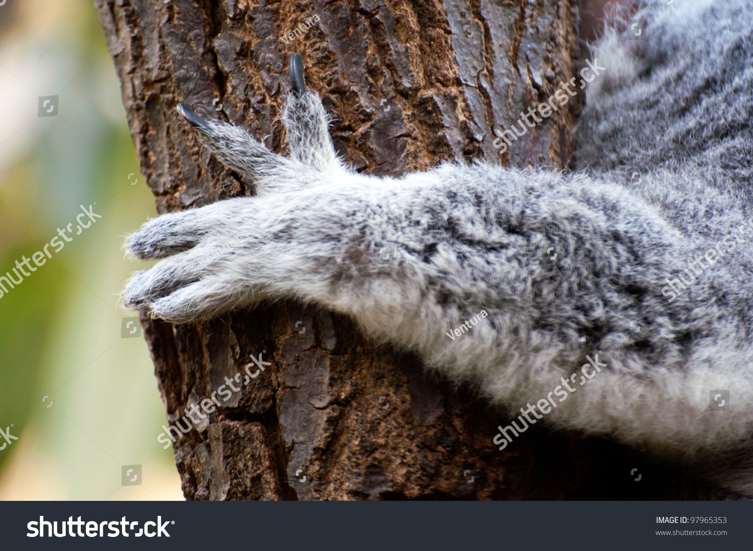 Koala Hand Holding Tree Stock Photo 97965353 - Shutterstock