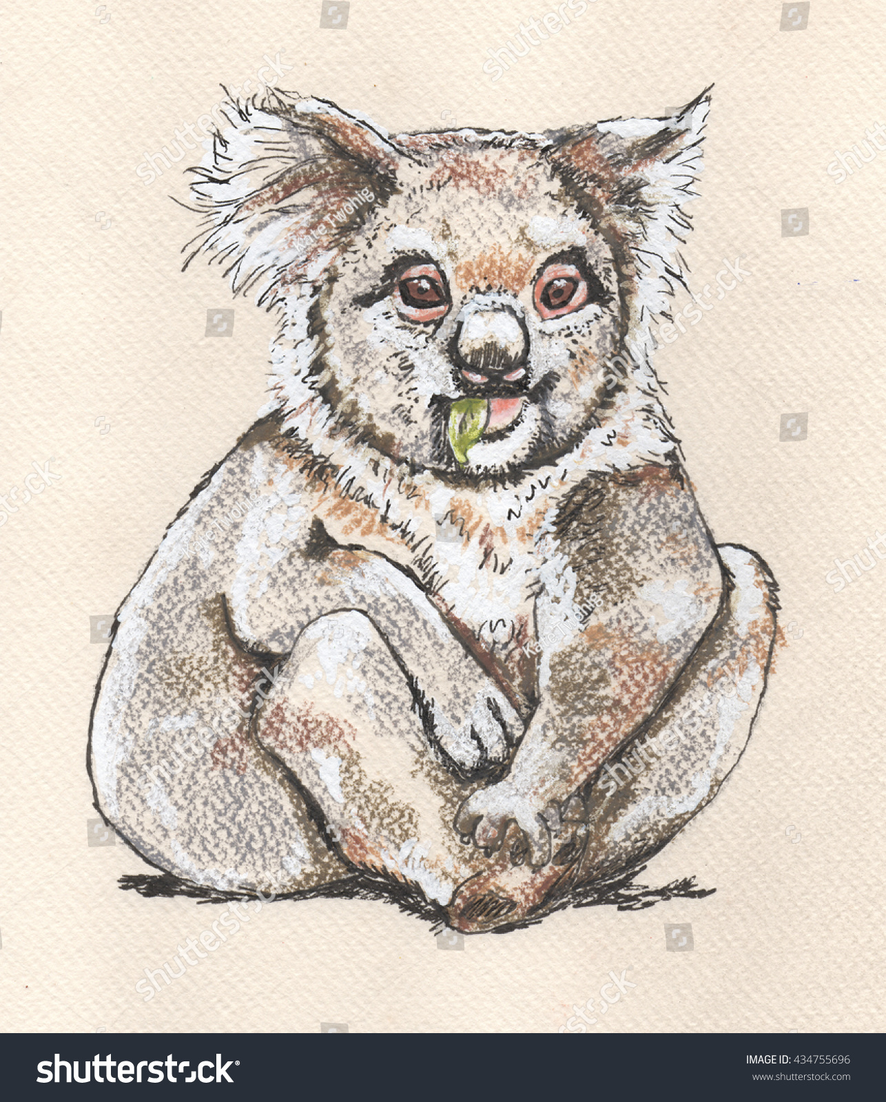 Koala Seated Adult Marsupial Native Animal Stock Illustration 434755696 - Shutterstock