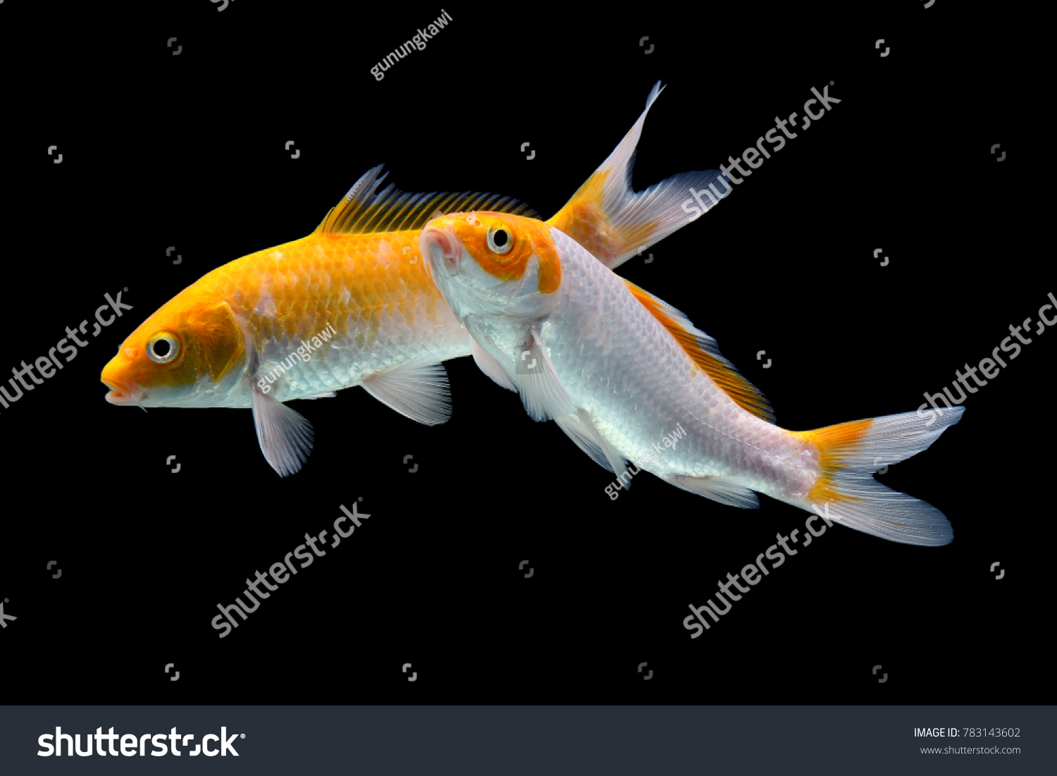 Koi Fish Black White Black Golden Stock Photo Edit Now 783143602