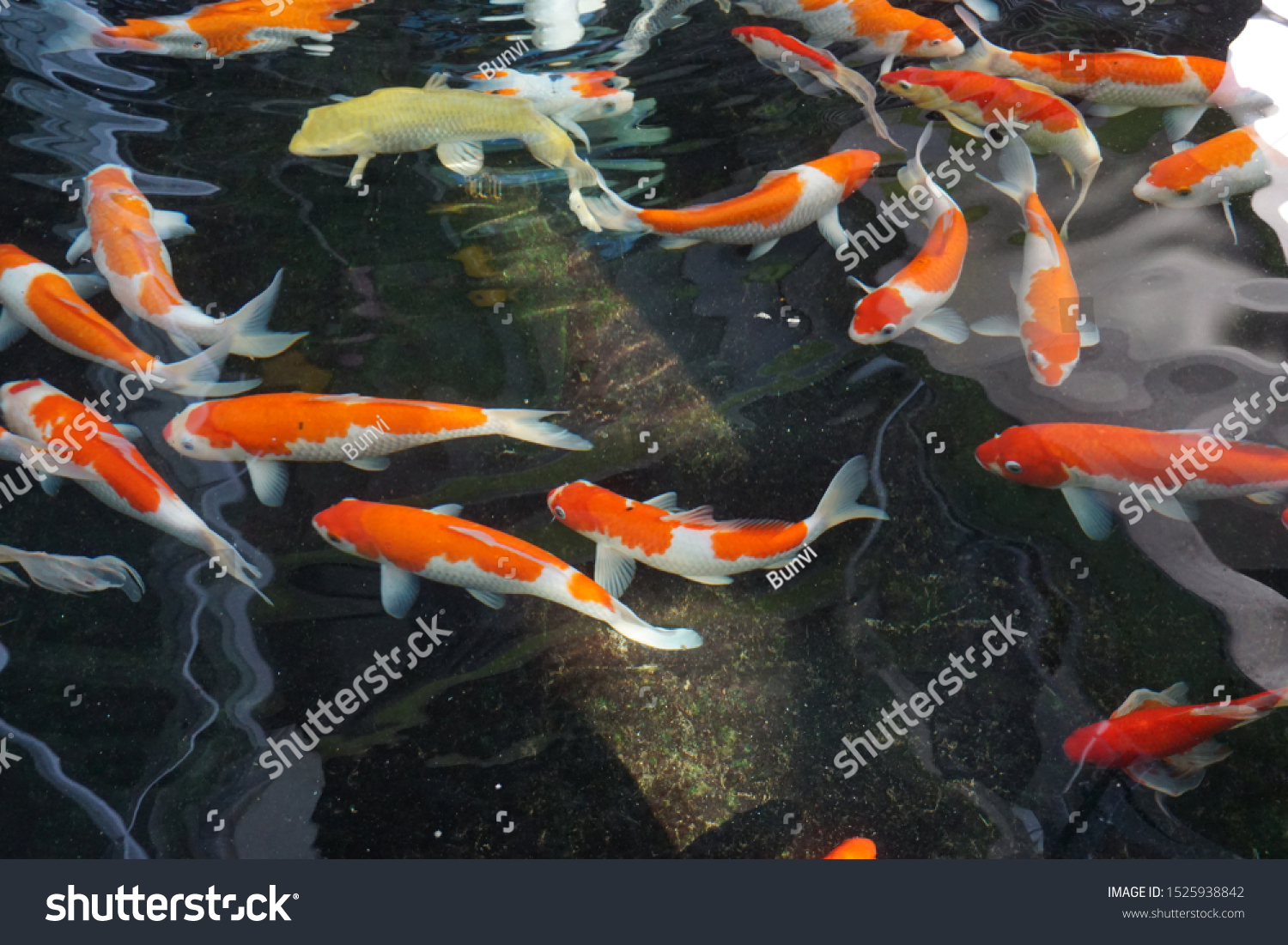 Koi Fish Chinese Considered Symbol Peace Stock Photo Edit Now 1525938842 Koi Fish Chinese Considered Symbol Peace Stock Photo Edit Now 1525938842