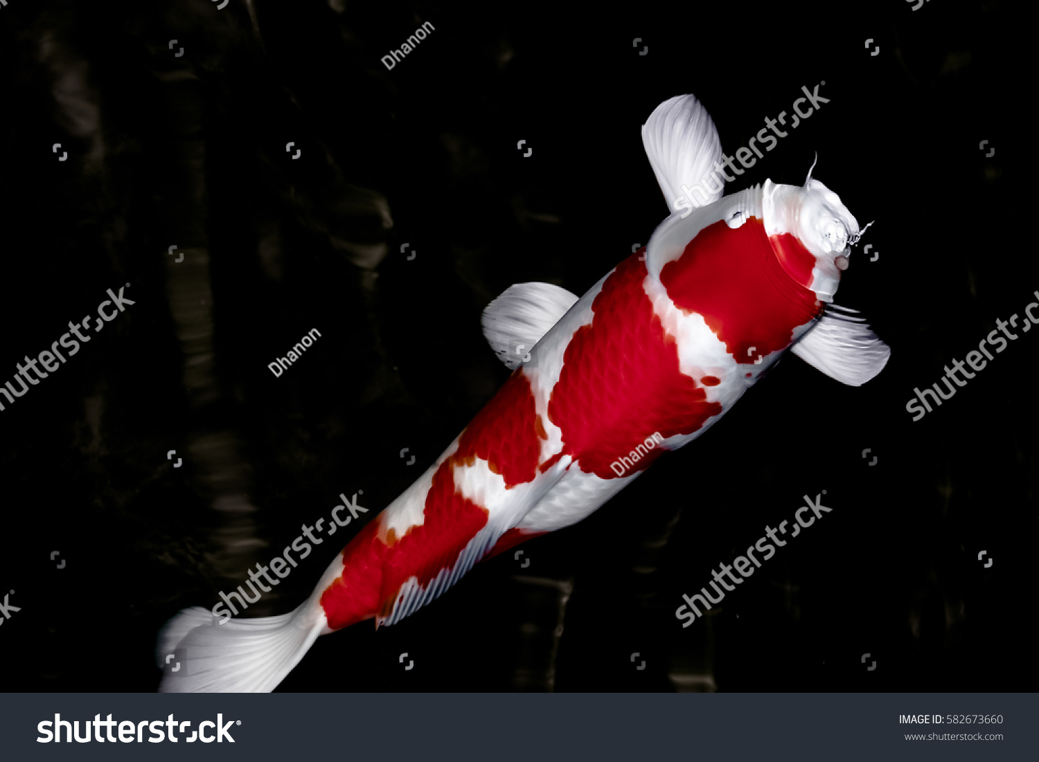 Koi Fish Water Wallpaper Stock Photo 582673660 | Shutterstock